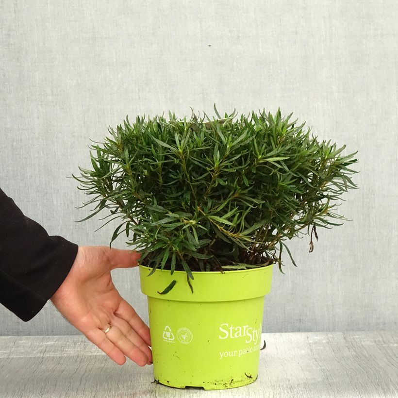 Azalea japonica Star Style White 3L/4L pot sample as delivered in autumn