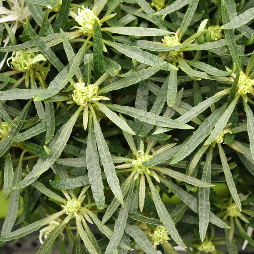 Azalea japonica Star Style White (Foliage)