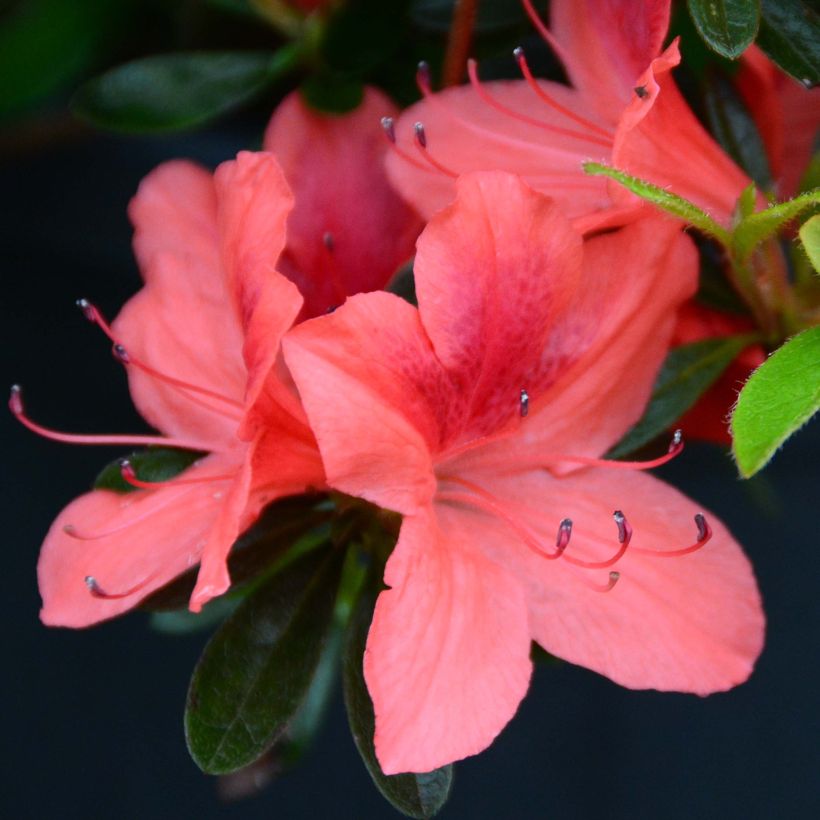 Azalea japonica Tamanini (Flowering)