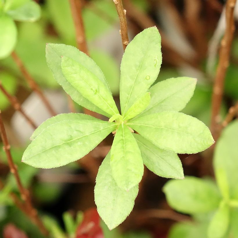 Azalea mollis Viscosa (Foliage)