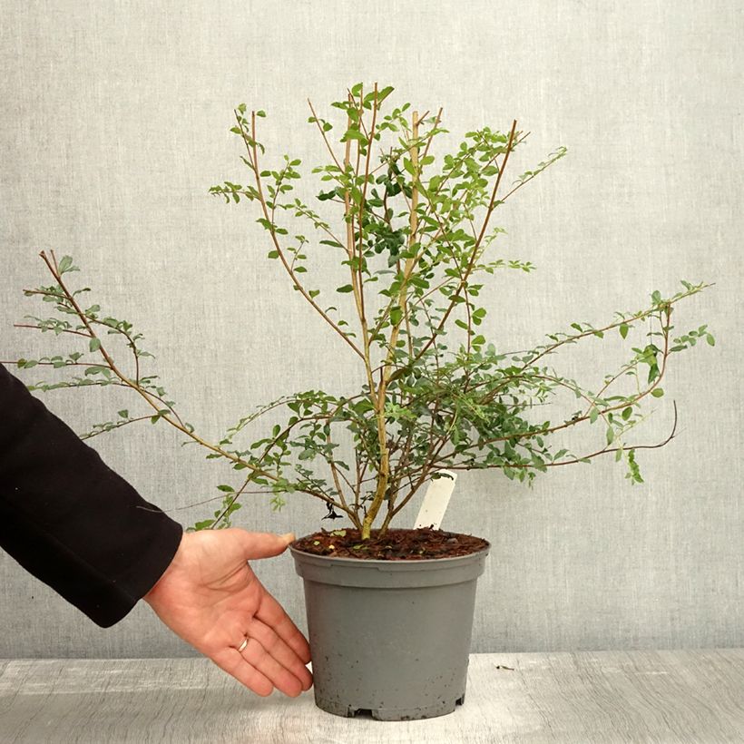 Azara microphylla 2L/3L pot sample as delivered in autumn