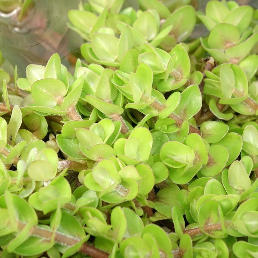 Bacopa caroliniana (Foliage)