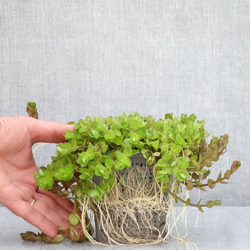 Bacopa caroliniana 1L/1.5L pot sample as delivered in summer