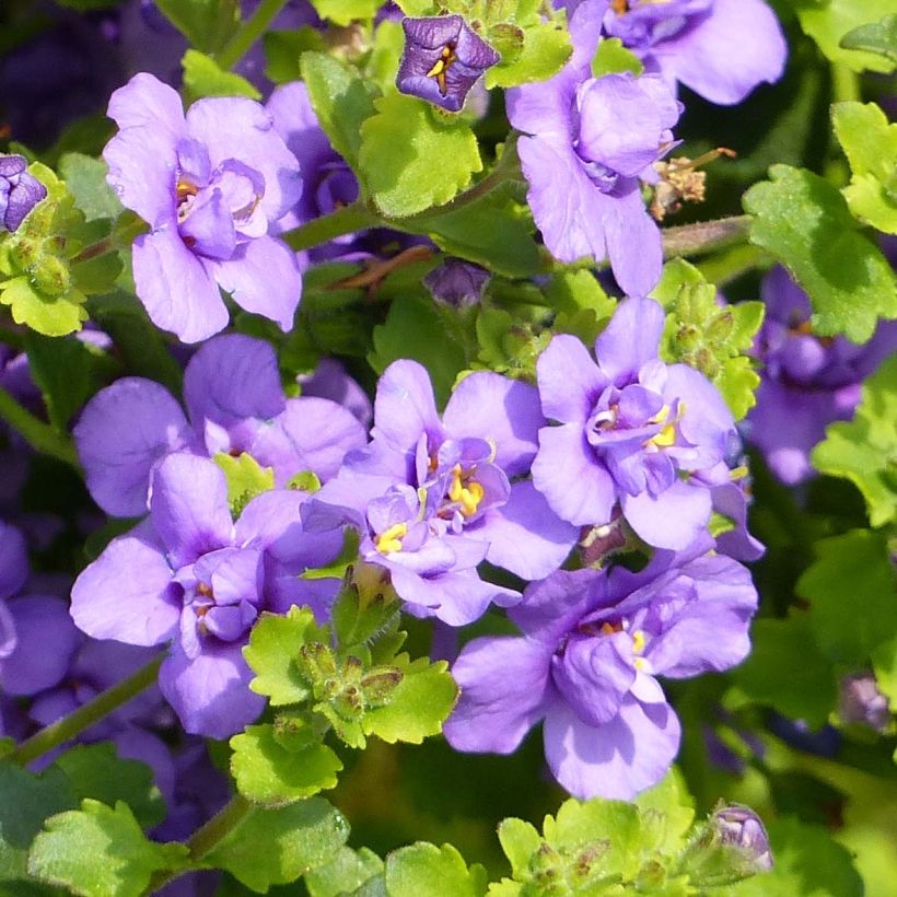 Sutera Scopia Double Indigo (Flowering)