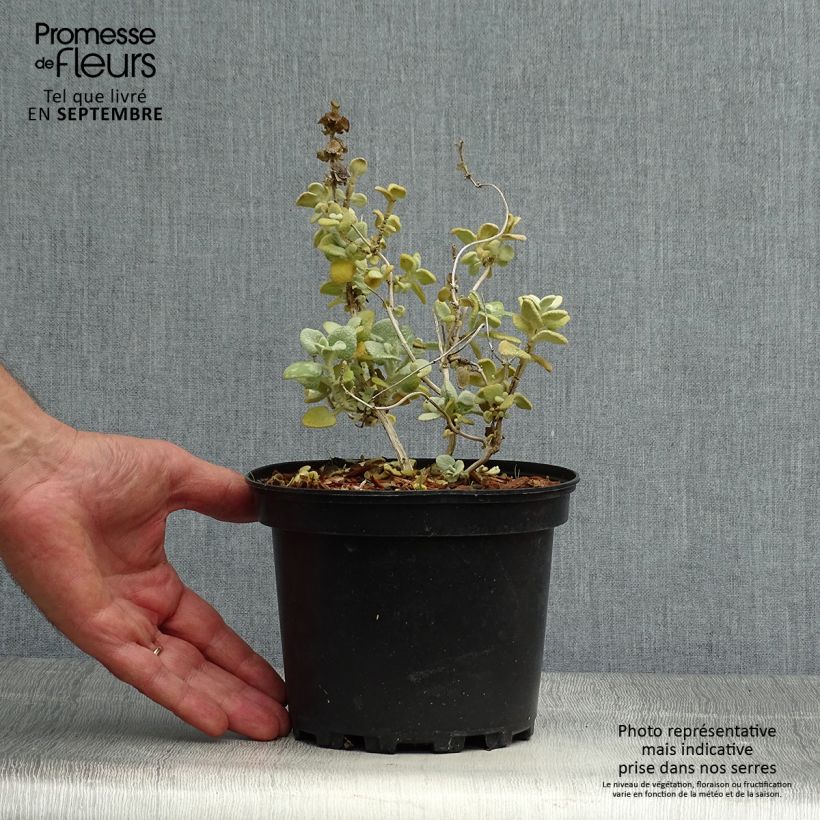 Ballota pseudodictamnus 2L/3L pot sample as delivered in autumn