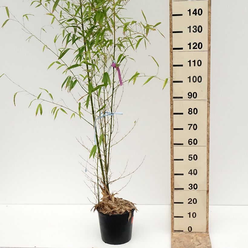 Golden Bamboo - Phyllostachys aurea 7.5L/10L potShipped height around 100/125cm sample as delivered in winter