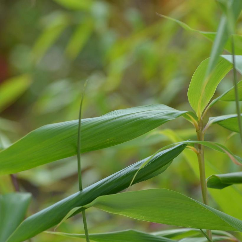 Pseudosasa japonica - Metake Bamboo (Foliage)