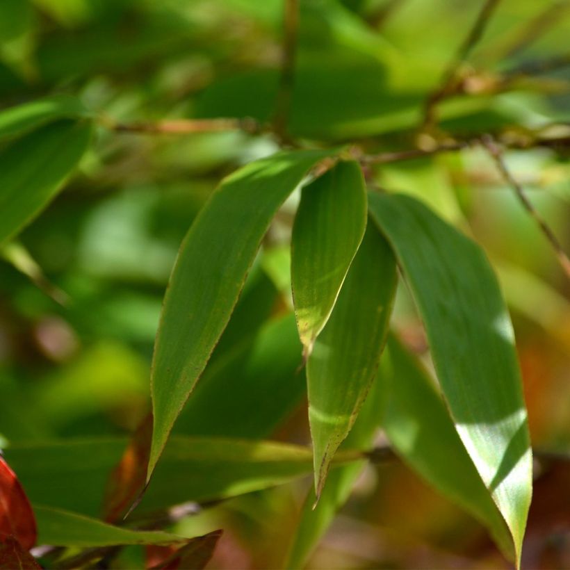 Black bamboo - Phyllostachys nigra (Foliage)