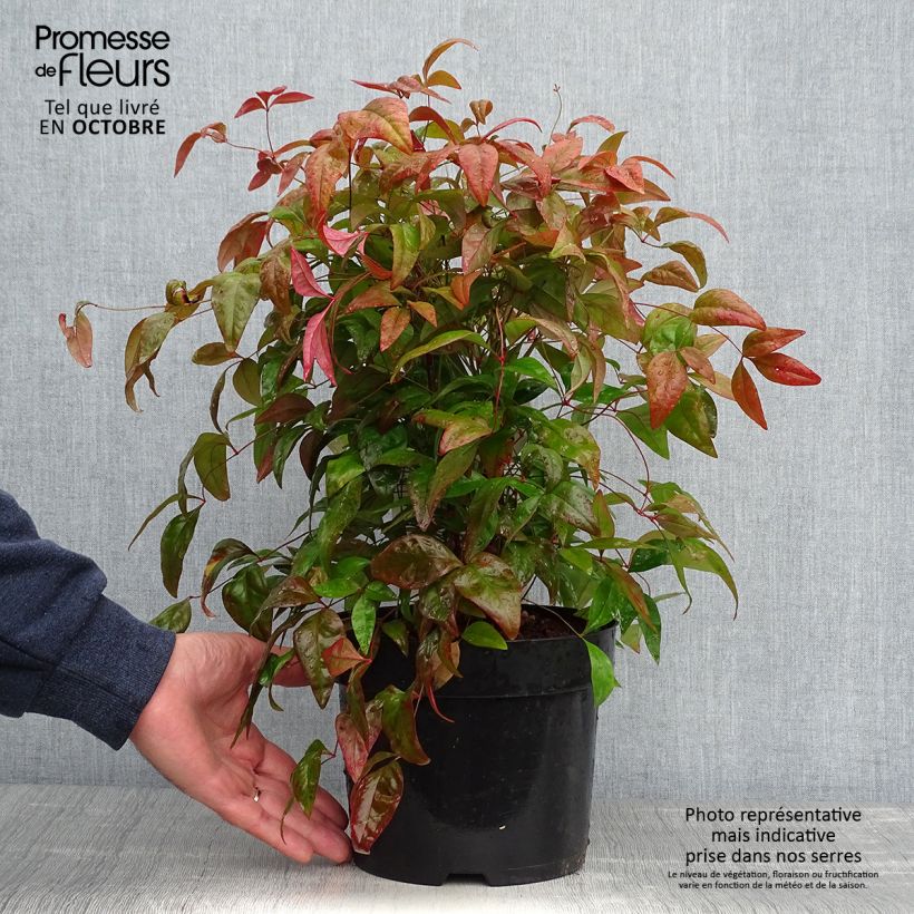 Bambou sacré - Nandina domestica Blush Pink en pot de 2l/3l sample as delivered in autumn