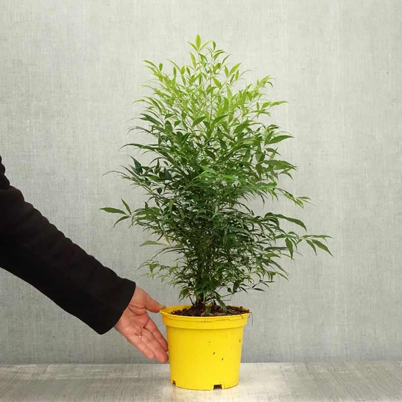 Nandina domestica Brightlight - Sacred Bamboo 3L/4L pot sample as delivered in autumn