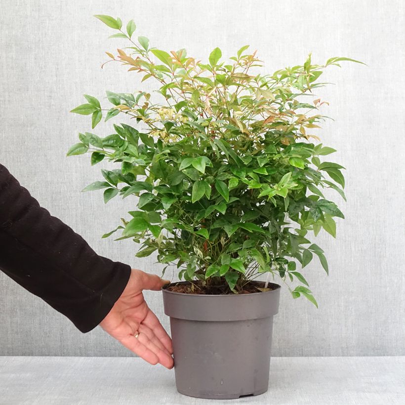 Nandina domestica Sunrise - Sacred Bamboo 3L/4L pot sample as delivered in winter