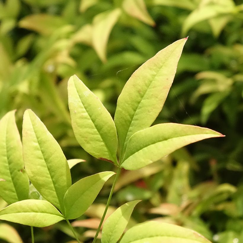 Nandina domestica Moon Bay - Sacred Bamboo (Foliage)