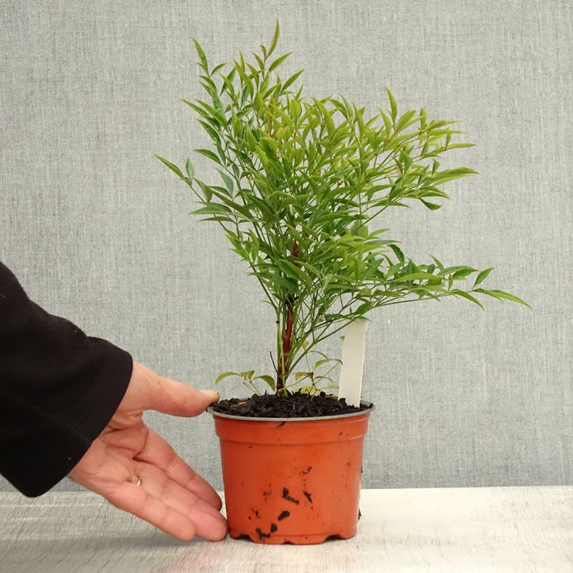 Nandina domestica Moon Bay - Sacred Bamboo 12cm pot sample as delivered in autumn