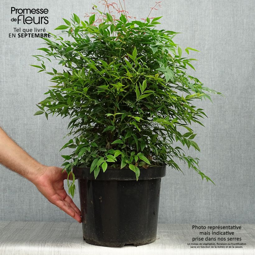 Nandina domestica Sienna Sunrise - Sacred Bamboo 7.5L/10L pot sample as delivered in autumn