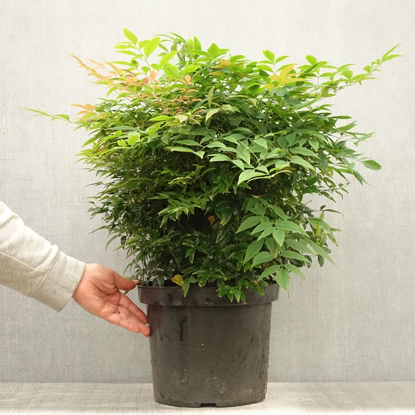 Nandina domestica Sienna Sunrise - Sacred Bamboo 7.5L/10L potShipped height around 40/50cm sample as delivered in summer