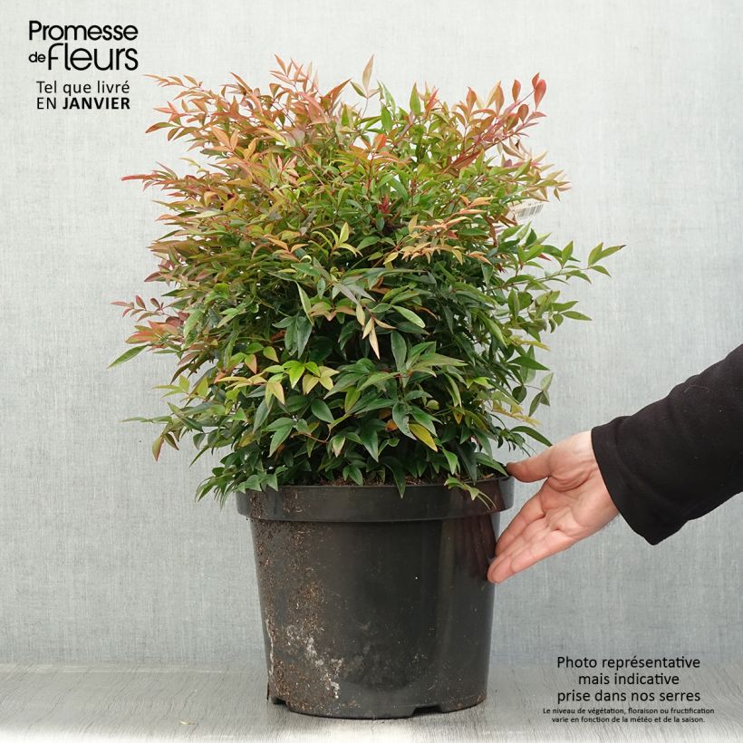 Bambou sacré - Nandina domestica Sienna Sunrise Pot de 7,5L/10L sample as delivered in winter