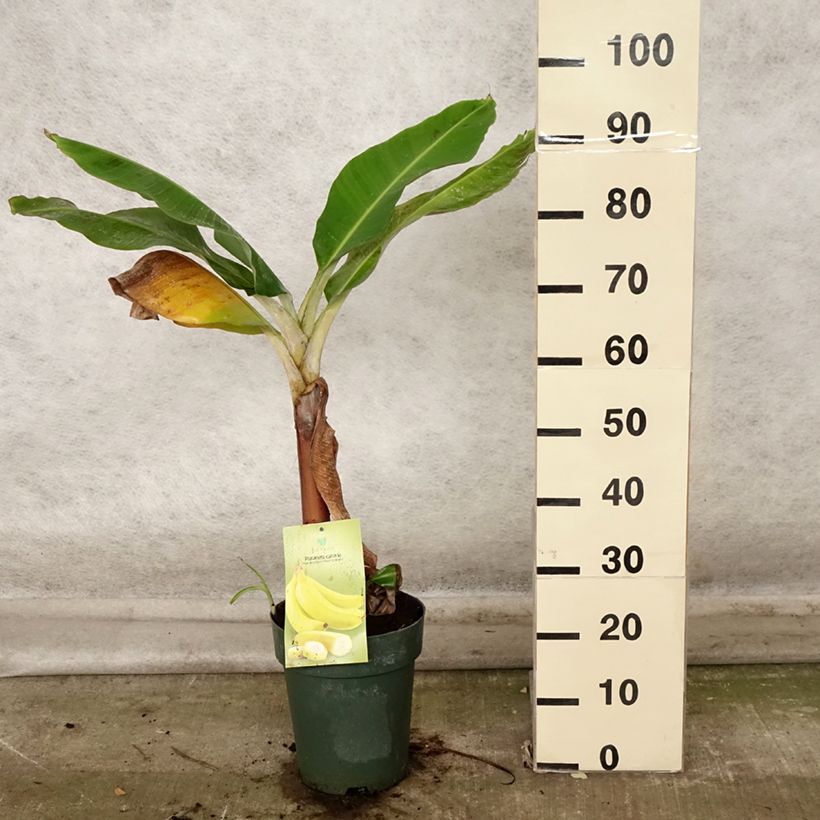 Musa acuminata Dwarf Cavendish - Banana 6L/7L pot sample as delivered in autumn