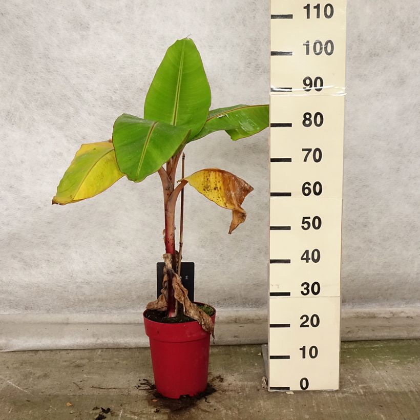 Musa acuminata Red Dacca' 6L/7L pot sample as delivered in autumn