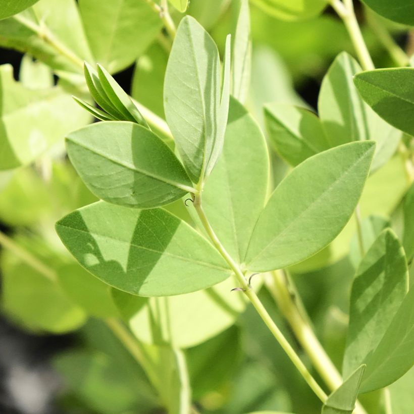 Baptisia Decadence Series Dark Chocolate - False Indigo (Foliage)