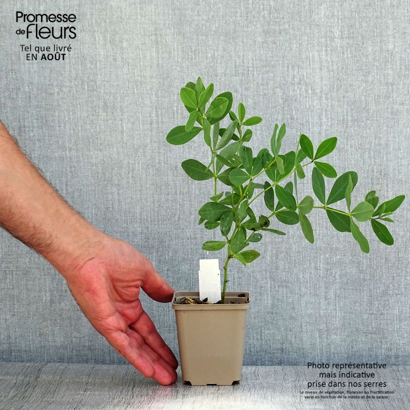 Baptisia Decadence Series Pink Lemonade - False Indigo 8/9 cm pot sample as delivered in summer