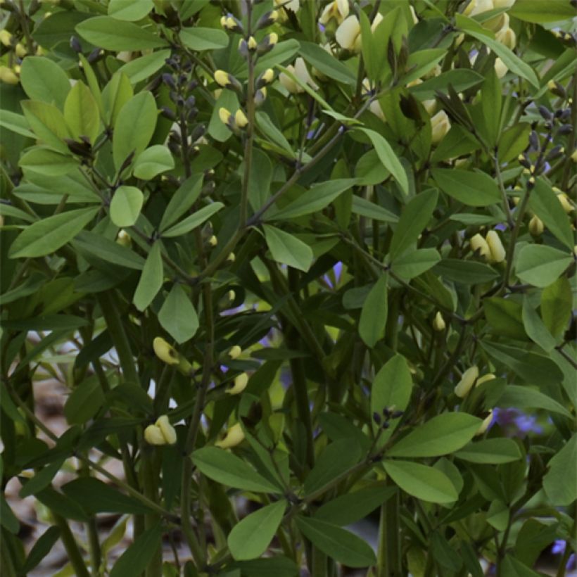 Baptisia Decadence Series Vanilla Cream - False Indigo (Foliage)
