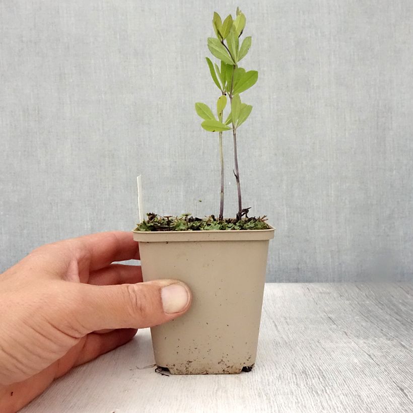 Baptisia Decadence Series Vanilla Cream - False Indigo 8/9 cm pot sample as delivered in summer