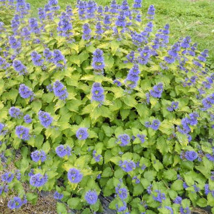 Caryopteris Good as Gold - Bluebeard (Plant habit)