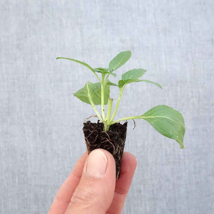 Ornamental Basil Magic White Organic - Ocimum basilicum Plug plant 1.5/2.5 cm sample as delivered in spring