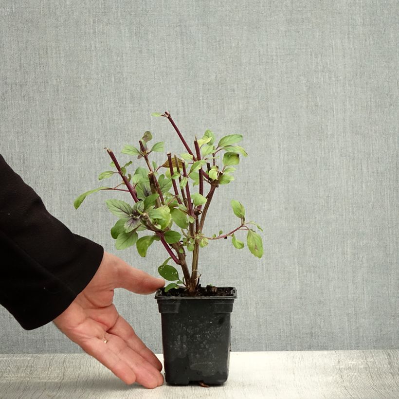 Perennial Magic Mountain Basil in seedlings 7/8 cm pot sample as delivered in autumn
