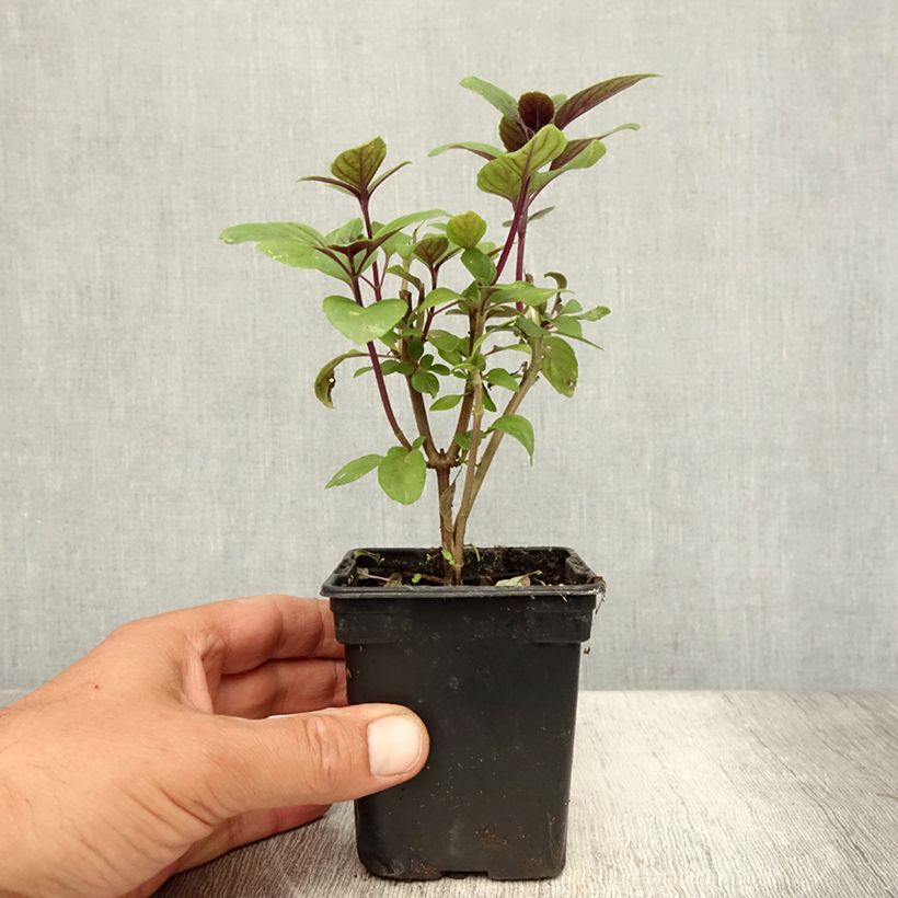 Perennial Magic Mountain Basil in seedlings 7/8 cm pot sample as delivered in summer