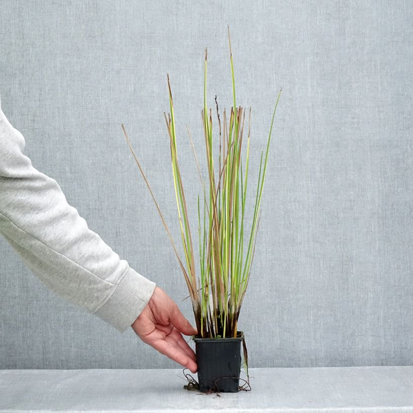 Baumea rubiginosa - Golden Spear 8/9 cm pot sample as delivered in summer