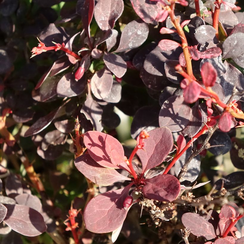Berberis thunbergii Red Rocket - Barberry (Foliage)