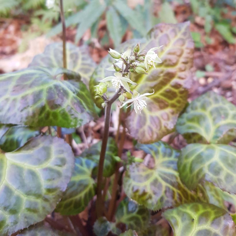 Beesia calthifolia (Flowering)
