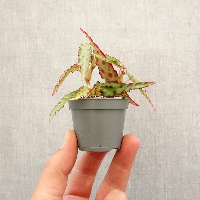 Begonia amphioxus Mini-plante sample as delivered in spring