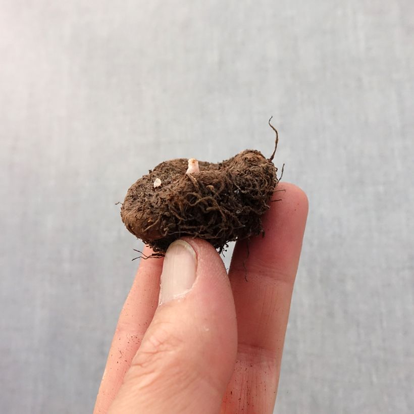 Yellow-red Begonia Grandiflora Picotee - Begonia bulbs Bulb size 4/6 sample as delivered in spring