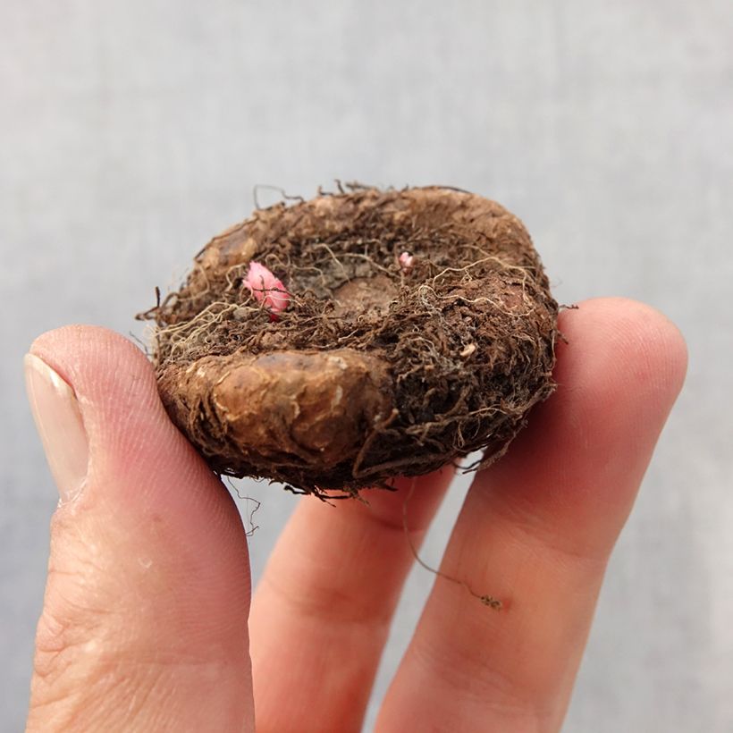 Salmon Begonia grandiflora - Begonia bulbs Bulb size 7+ sample as delivered in spring
