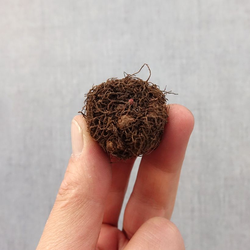 Begonia multiflora Helene Harms Bulb size 2,5/5 sample as delivered in spring