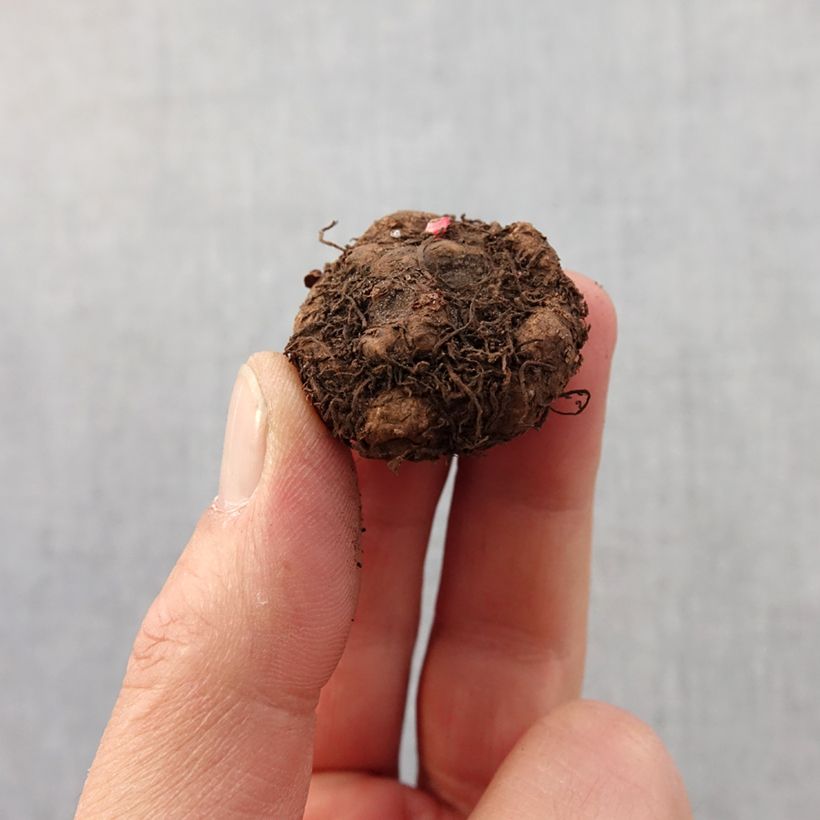 Begonia multiflora Richard Galle Bulb size 2,5/5 sample as delivered in spring