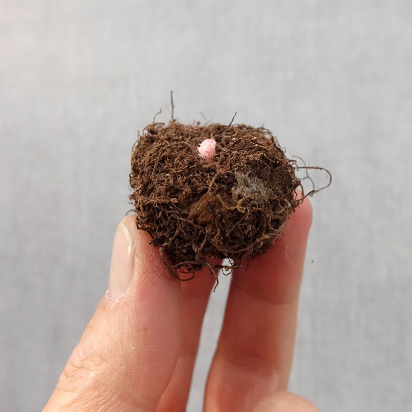 Begonia multiflora Non Stop Mix Bulb size 4+ sample as delivered in spring