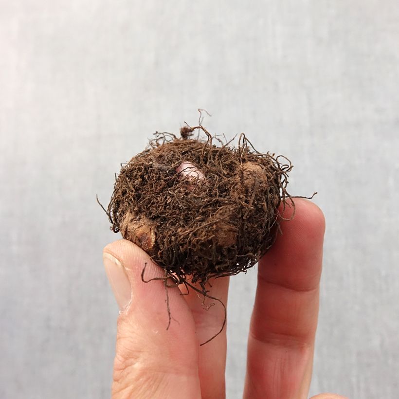 White Begonia pendula Tuberhybrida Bulb size 6+ sample as delivered in spring