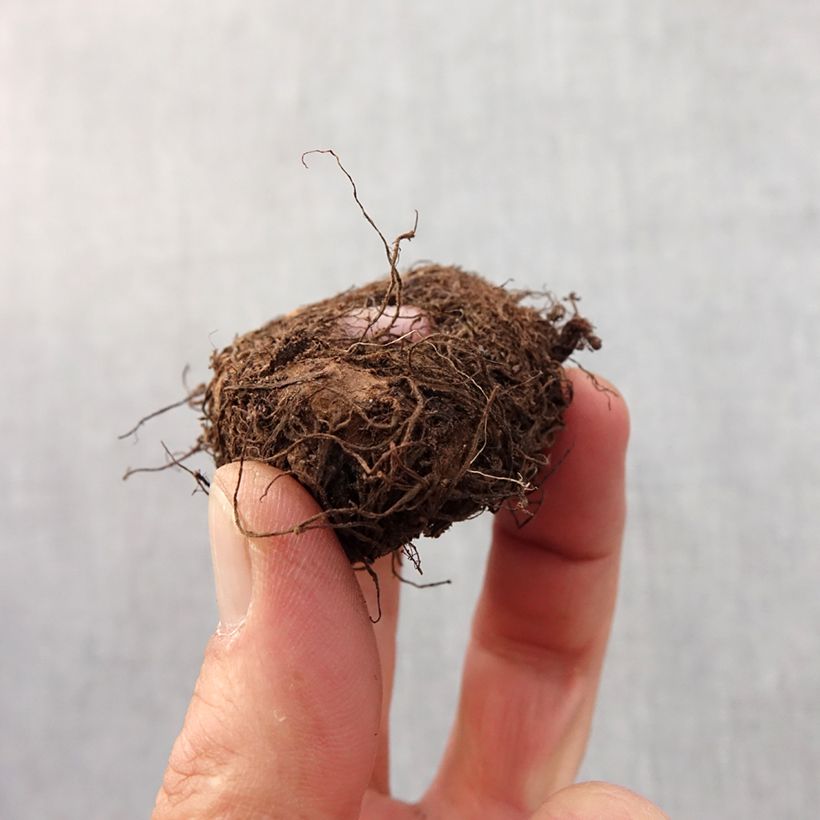 Yellow Begonia pendula Tuberhybrida Bulb size 6+ sample as delivered in spring