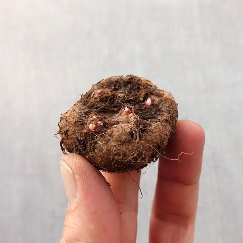 Red Begonia pendula Tuberhybrida Bulb size 6+ sample as delivered in spring