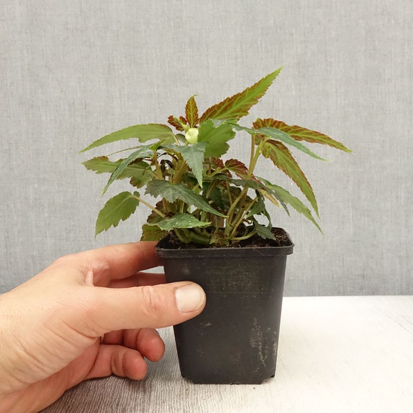 Bégonia retombant Belleconia Citrus  - Pot de 10 cm/11cm sample as delivered in spring