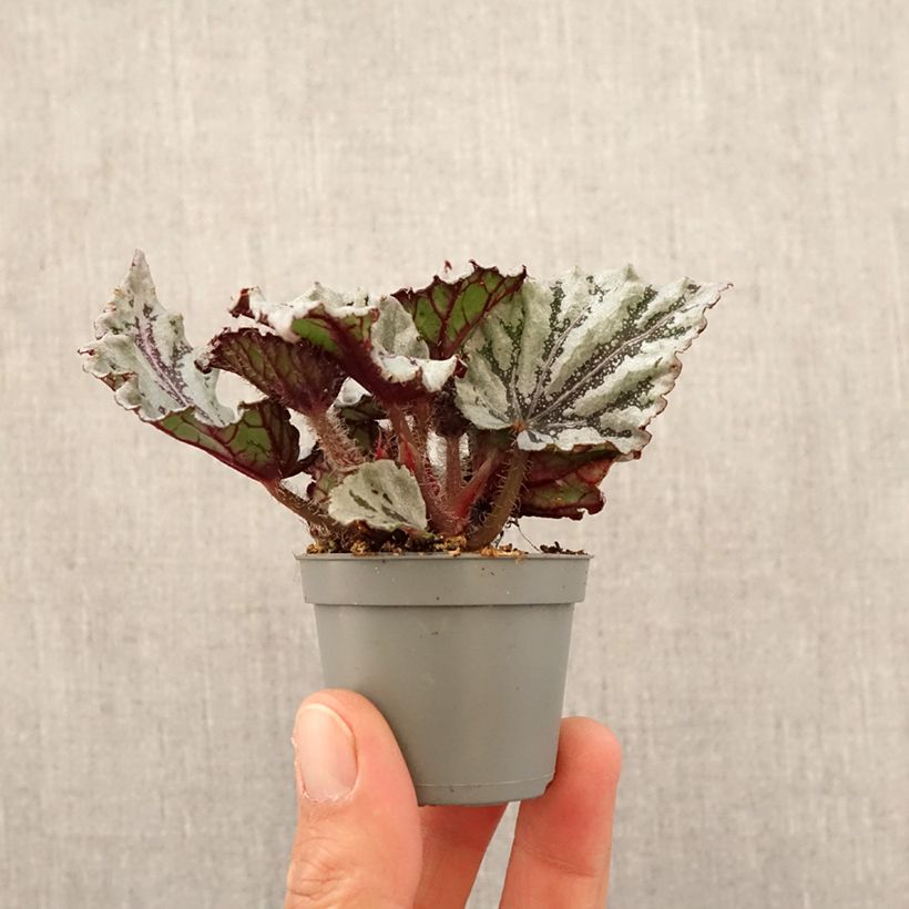 Begonia Rex Dew Drop Mini-plante sample as delivered in spring