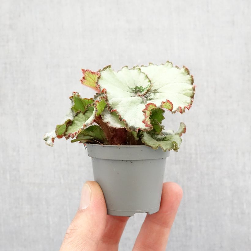 Begonia Rex Escargot - Bégonia escargot Motte 5 cm x 7 cm sample as delivered in spring
