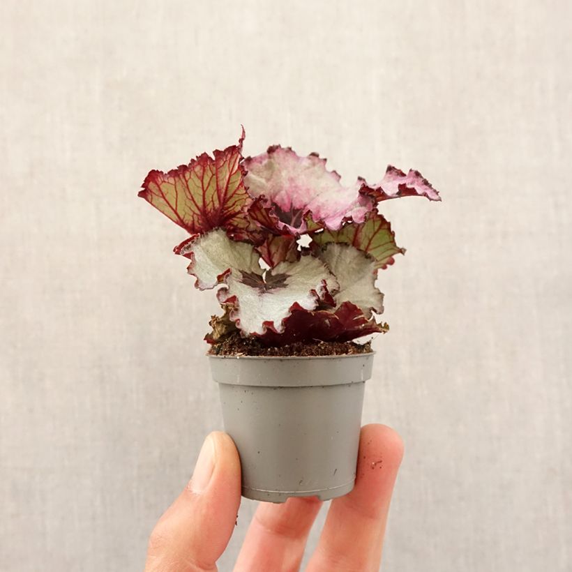 Begonia Rex Red Heart Mini-plante sample as delivered in spring