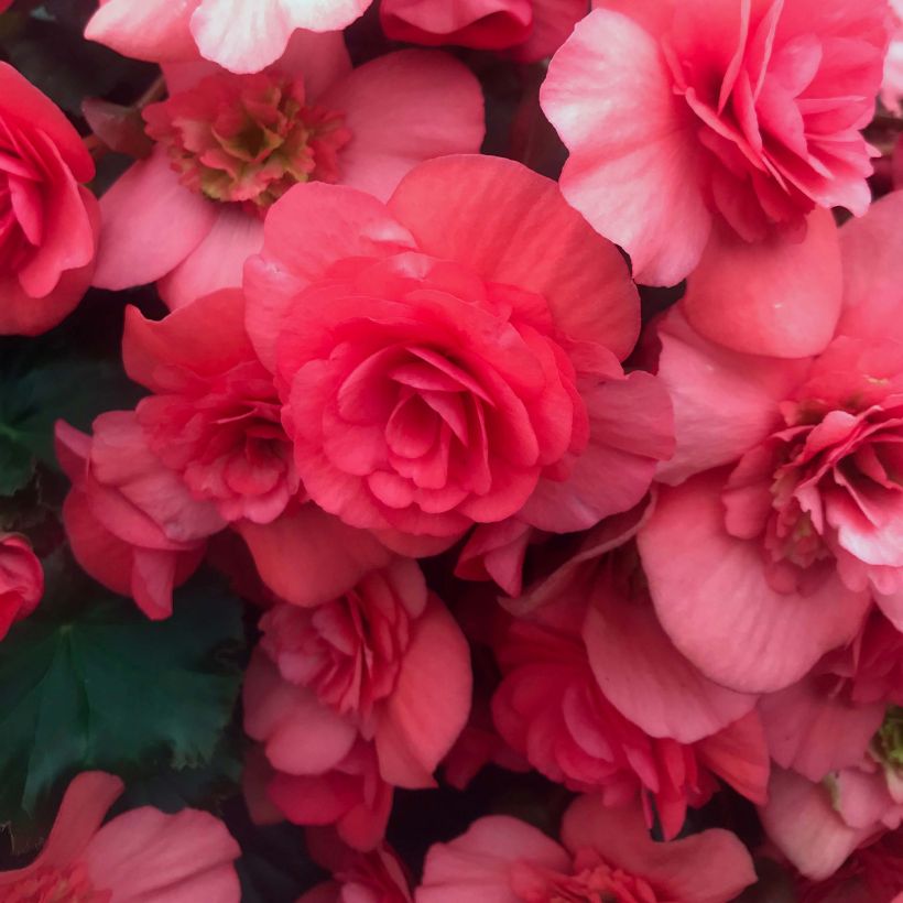 Begonia Sunbrero Dark Pink (Flowering)