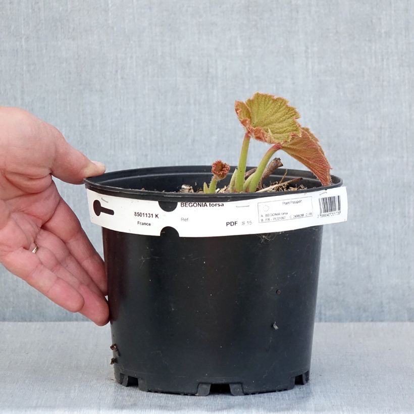 Begonia x grandis Torsa - Hardy Begonia 3L/4L pot sample as delivered in spring