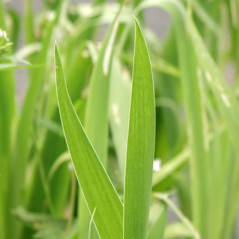 Belamcanda chinensis Hello Yellow (Foliage)