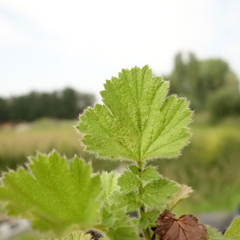 Geum Fire Storm (Foliage)